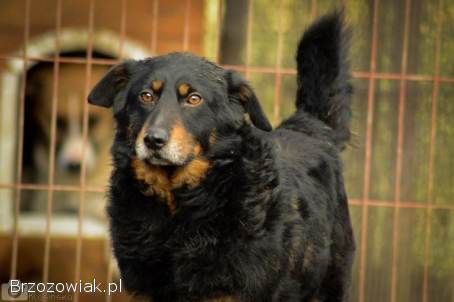 Dżeki -  niekonfliktowy,  wspaniały psiak szuka domu