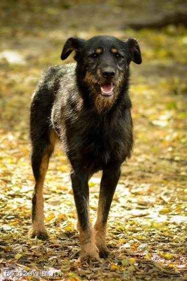 Disel -  cudny,  nieśmiały terrierek szuka domu!