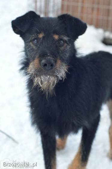 Disel -  cudny,  nieśmiały terrierek szuka domu!