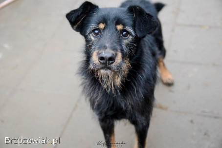 Disel -  cudny,  nieśmiały terrierek szuka domu!