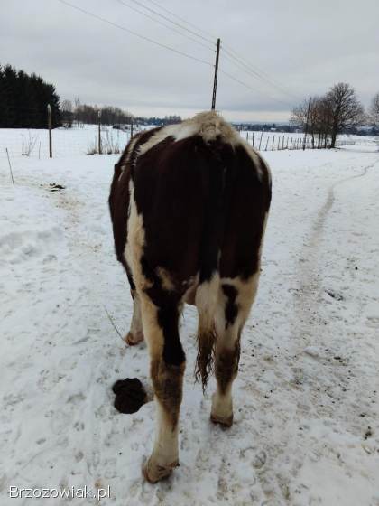 Dwa byczki sprzedam