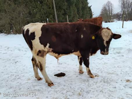 Dwa byczki sprzedam