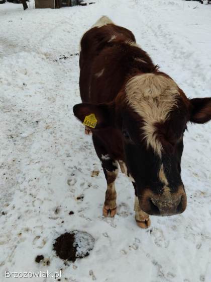 Dwa byczki sprzedam