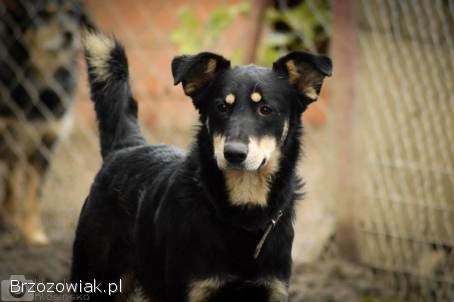 Pixel -  wesoły,  łagodny psiak szuka domu!