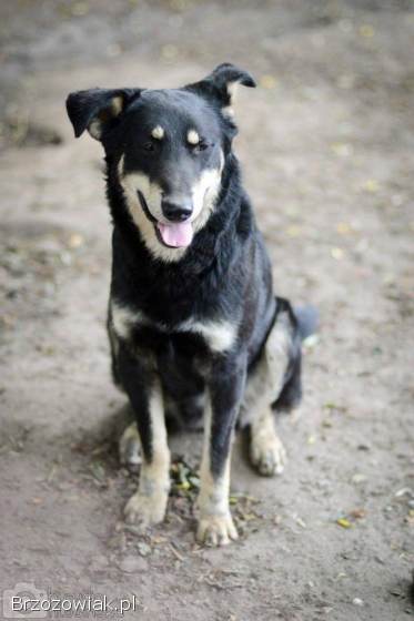 Pixel -  wesoły,  łagodny psiak szuka domu!