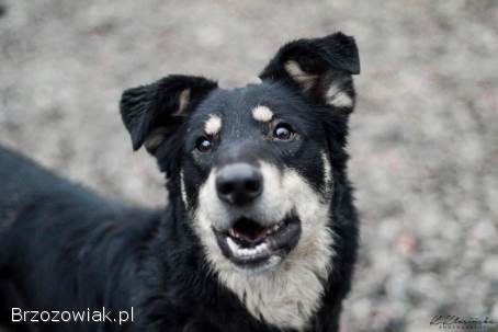 Pixel -  wesoły,  łagodny psiak szuka domu!