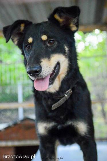 Pixel -  wesoły,  łagodny psiak szuka domu!