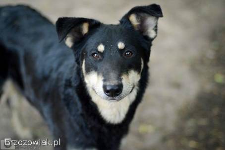 Pixel -  wesoły,  łagodny psiak szuka domu!