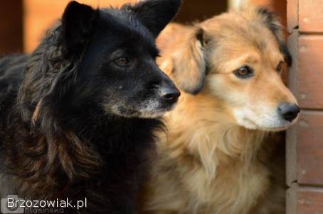 Bleki -  psia indywidualistka szuka domu!