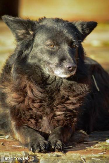 Bleki -  psia indywidualistka szuka domu!