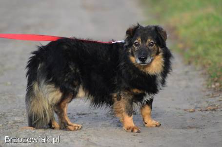 Słodki -  nieduży,  delikatny psiak szuka domu