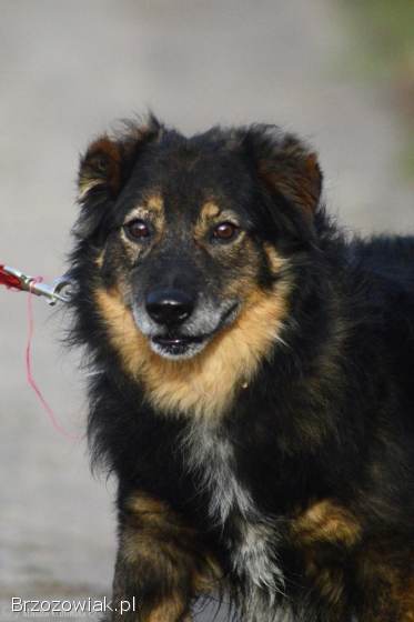 Słodki -  nieduży,  delikatny psiak szuka domu