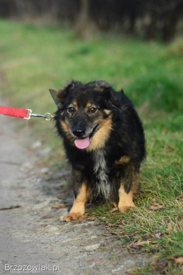 Słodki -  nieduży,  delikatny psiak szuka domu