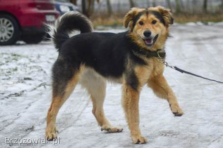 Dukat -  bez szans na dom Pokochaj go!