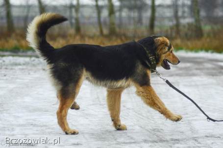 Dukat -  bez szans na dom Pokochaj go!