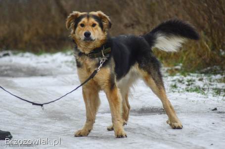 Dukat -  bez szans na dom Pokochaj go!