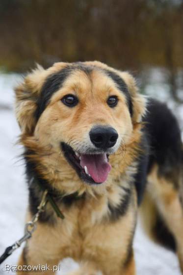 Dukat -  bez szans na dom Pokochaj go!