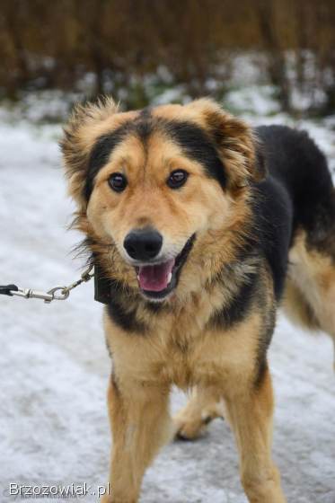 Dukat -  bez szans na dom Pokochaj go!
