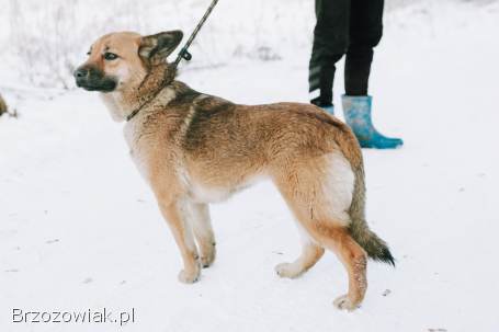 Doris -  niekonfliktowa,  wesoła sunia szuka domu!