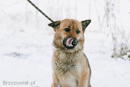 Doris -  niekonfliktowa,  wesoła sunia szuka domu!