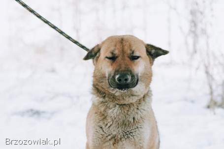 Doris -  niekonfliktowa,  wesoła sunia szuka domu!