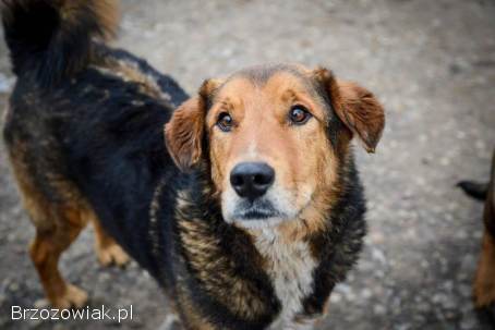 Kapral -  przyjazny,  wesoły psiak szuka domu!