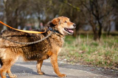 Kapral -  przyjazny,  wesoły psiak szuka domu!