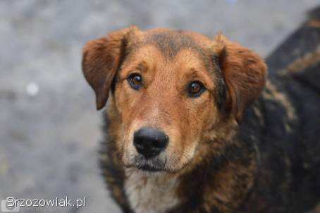 Kapral -  przyjazny,  wesoły psiak szuka domu!