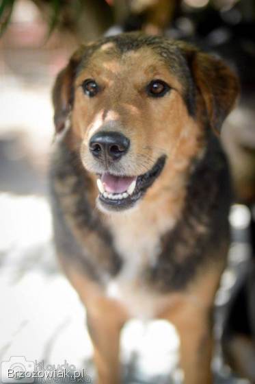 Kapral -  przyjazny,  wesoły psiak szuka domu!