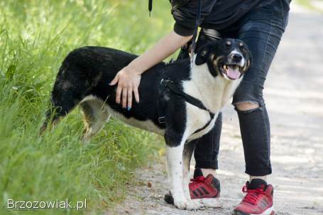 Cola -  fantastyczna suczka szuka domu!