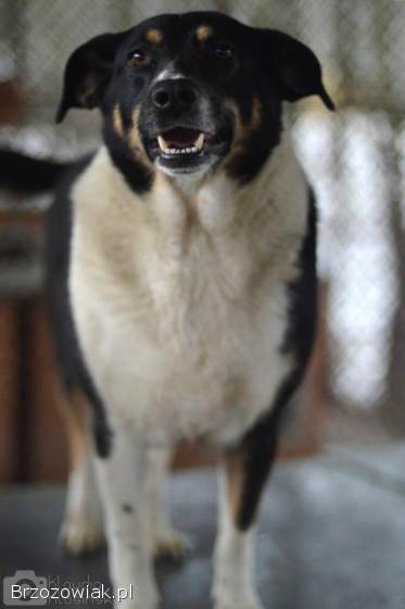 Cola -  fantastyczna suczka szuka domu!