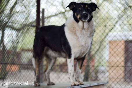 Cola -  fantastyczna suczka szuka domu!