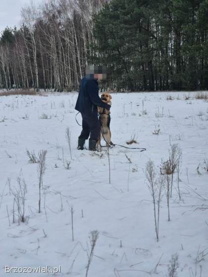 Mona -  młoda,  wesoła suczka owczarek mix