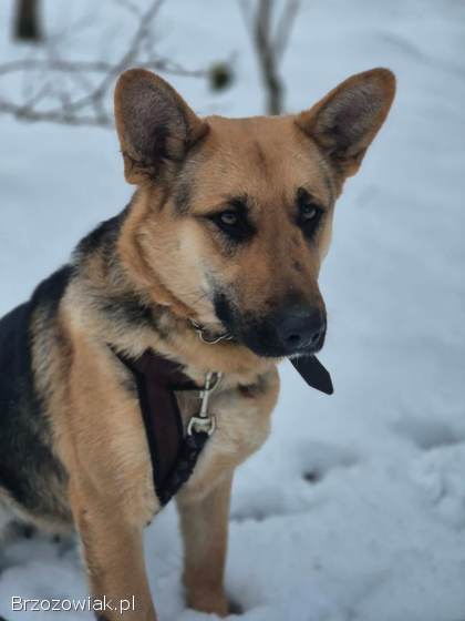 Mona -  młoda,  wesoła suczka owczarek mix