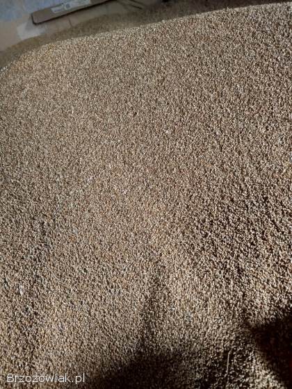 Pszenica zbiór 2025