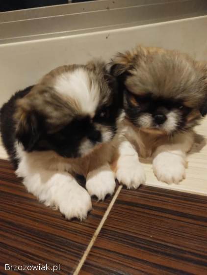 Trzy pekińczyki szukają domu