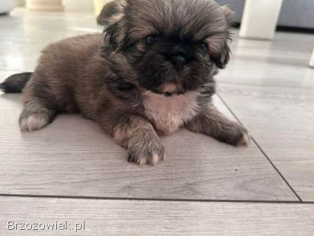 Trzy pekińczyki szukają domu