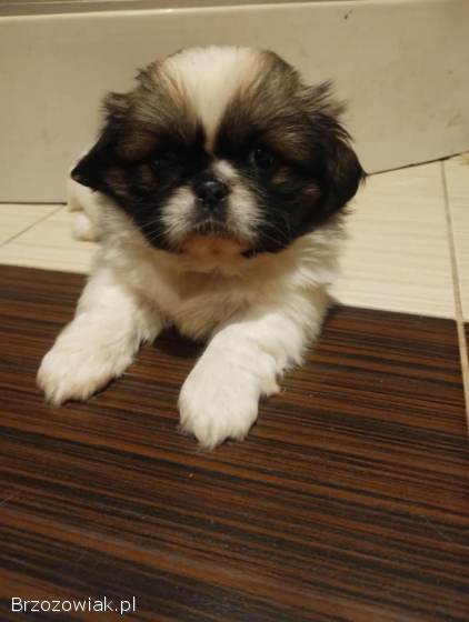 Trzy pekińczyki szukają domu