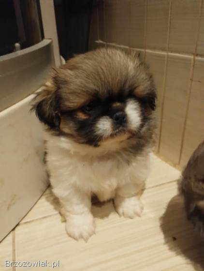 Trzy pekińczyki szukają domu