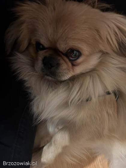 Trzy pekińczyki szukają domu