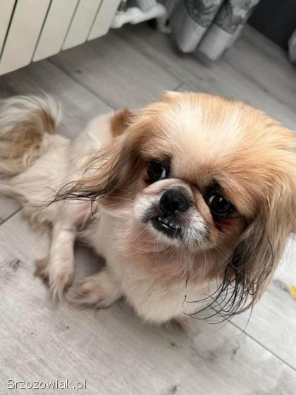 Trzy pekińczyki szukają domu