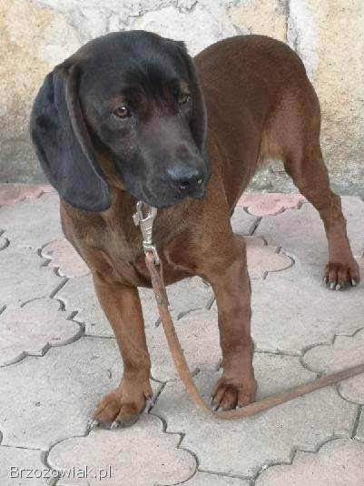 Posokowiec Bawarski REPRODUKTOR -  oferta krycia