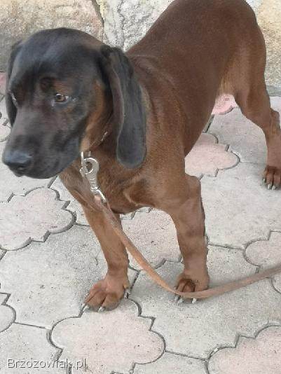 Posokowiec Bawarski REPRODUKTOR -  oferta krycia