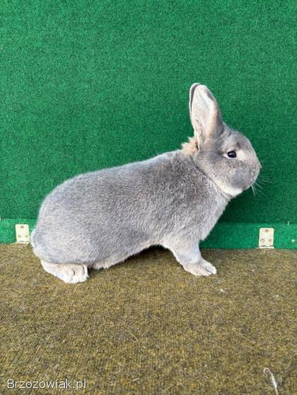 Króliki Wiedeńskie Niebieskoszare(samce)