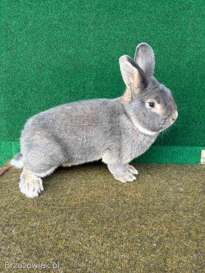 Króliki Wiedeńskie Niebieskoszare(samce)