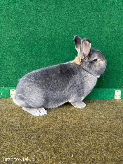 Króliki Wiedeńskie Niebieskoszare(samce)
