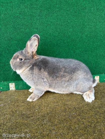 Króliki Wiedeńskie Niebieskoszare(samce)