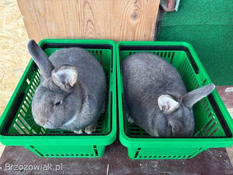 Króliki Wiedeńskie Niebieskoszare(samce)