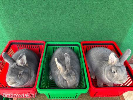 Króliki Wiedeńskie Niebieskoszare(samce)