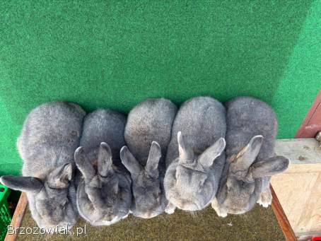 Króliki Wiedeńskie Niebieskoszare(samce)